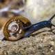 Snail in Spider Web