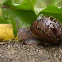 Snail under a leaf