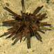 Slate Pencil Sea Urchin