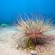 Tube anemone (Cerianthus filiformis) in the ocean