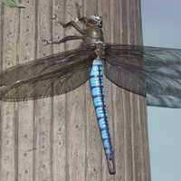 Giant Dragonfly