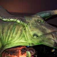 Head of Triceratops