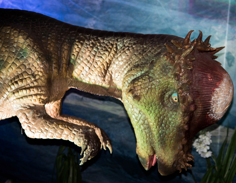 name of dinosaur with hard head