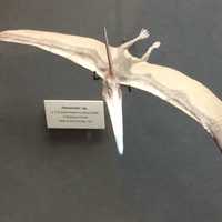 Pteranodon