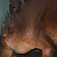 Stegosaurus 