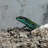 Cerulean lizard