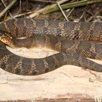 Northern Water Snake - Nerodia sipedon