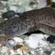 African dwarf frog mating