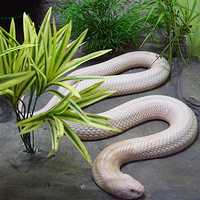 Albino Burmese Python slithering
