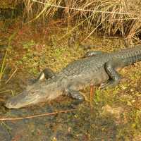 American Alligator