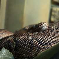 Angolan Python