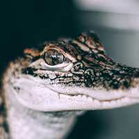 Baby Alligator Closeup macro