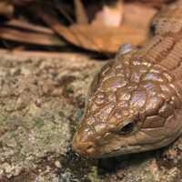 Blue Tongued Skink