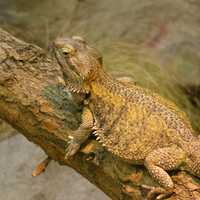 Brown Dragon Lizard on a Branch