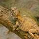 Brown Dragon Lizard on a Branch