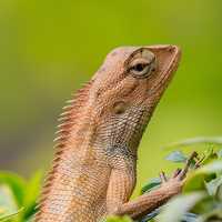 Brown Lizard Close Up