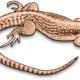 Brown Lizard Vector