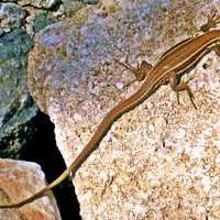 Brown Lizard 