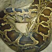 Burmese Python