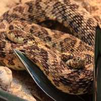 Caatinga Lance-headed Pitviper