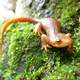 California Newt on Mossy Wood