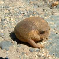 Cape rain frog on the rocks - Breviceps gibbosus