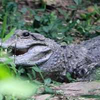 Chinese Alligator