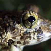 Closeup macro of a frog