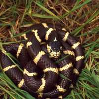 Coiled King Snake