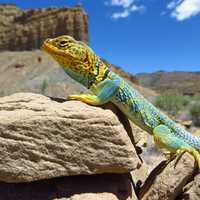 Collared Lizard Closeup