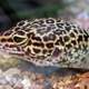 Common Leopard Gecko