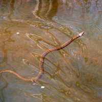 Copperhead snake in the Water
