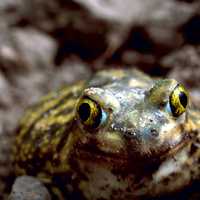 Couch's Spadefoot Toad - Scaphiopus couchii