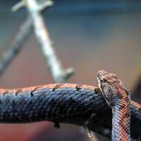 Cross Banded Rattlesnake