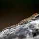 Cuban Anole on a rock