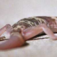 Desert Banded Gecko - Coleonyx variegatus