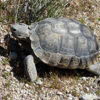 Desert Tortoise - Gopherus agassizii 