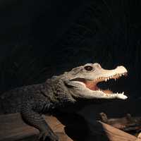 Dwarf Crocodile