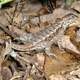 Eastern Fence Lizard - Sceloporus undulatus