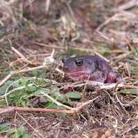 Eastern Spadefoot Toad  - Scaphiopus holbrookii