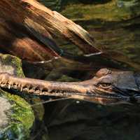 False Gharial