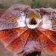 Frilled Lizard - Chlamydosaurus kingii 