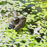 Frog through the pond weeds