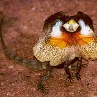 Full Frilled Lizard - Chlamydosaurus kingii