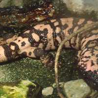 Gila Monster