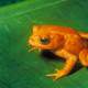 Golden Toad - Bufo periglenes