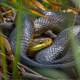 Grass snake coiled in the grass
