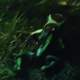 Green Arrow poison frog