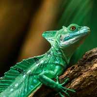 Green Lizard with Crest and Sail