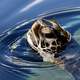 Green Sea Turtle sticking its head above water